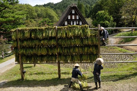 飛騨の里 車田の稲刈り（出典ページの画像）