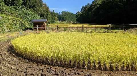 松之木町 車田の稲刈り（出典ページの画像）
